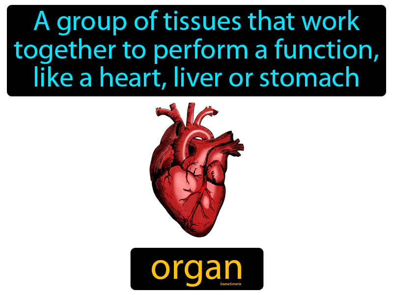 Organ Definition Organ Definition
