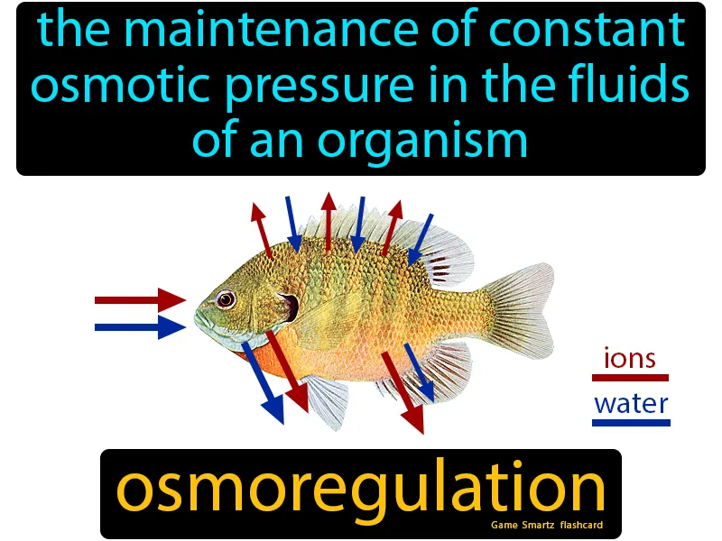 Osmoregulation Definition Osmoregulation Definition