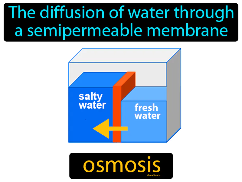 Osmosis Definition Osmosis Definition