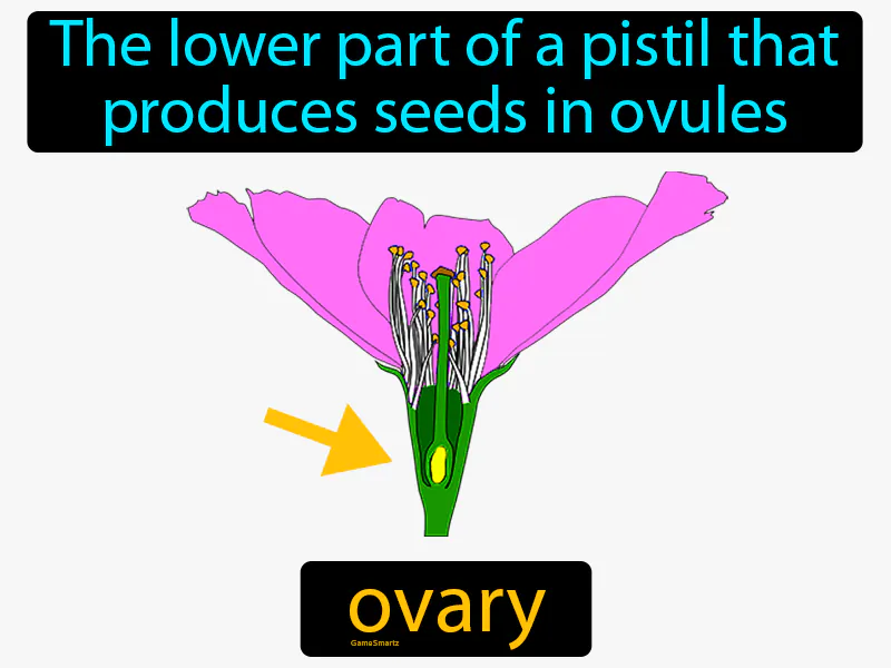 Ovary Flower Definition