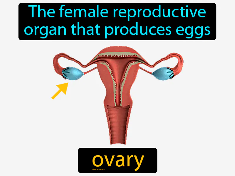 Ovary Definition Ovary Definition