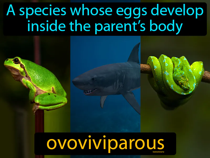 Ovoviviparous Definition Ovoviviparous Definition