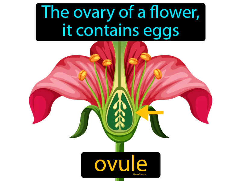 Ovule Definition Ovule Definition