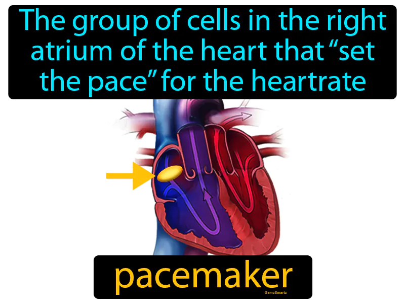 Pacemaker Definition Pacemaker Definition