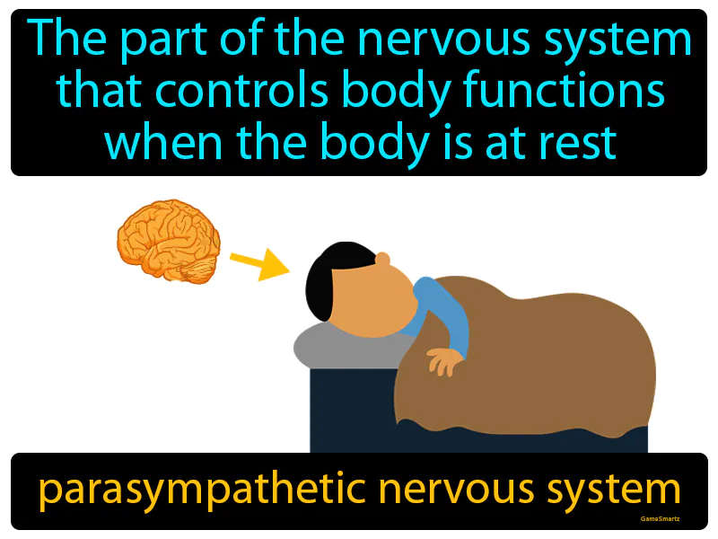 Parasympathetic Nervous System Definition Parasympathetic Nervous System Definition