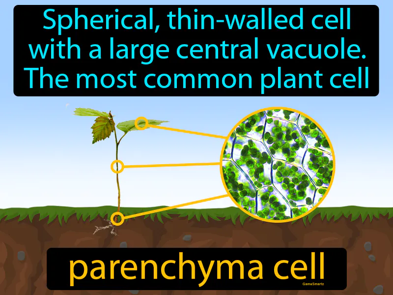 Parenchyma Cell Definition Parenchyma Cell Definition