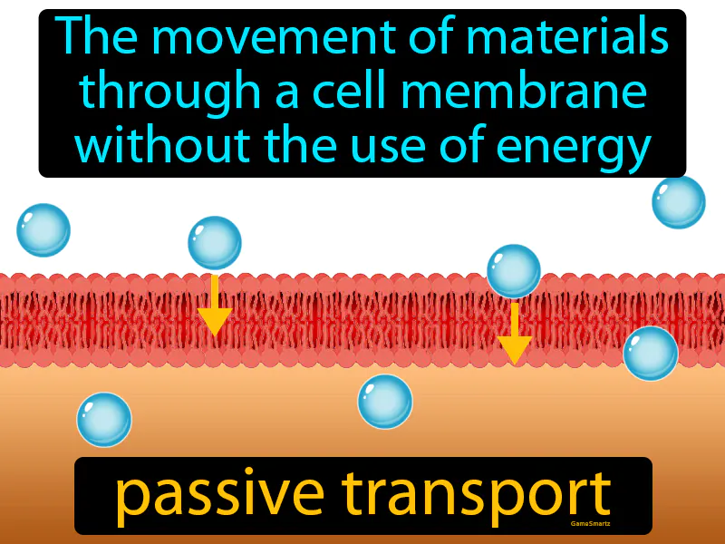Passive Transport Definition Passive Transport Definition