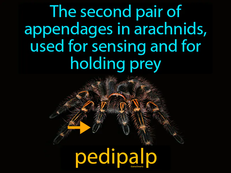 Pedipalp Definition Pedipalp Definition
