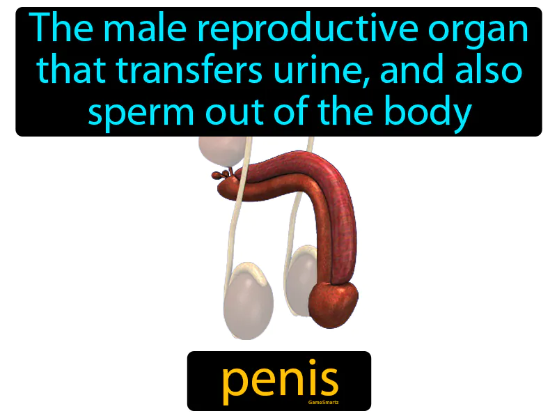 Penis Definition Penis Definition