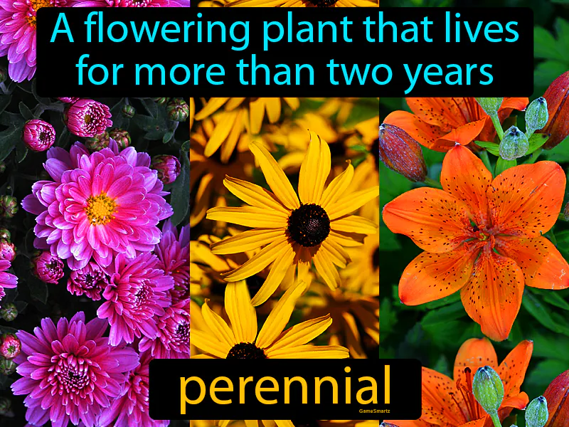 Perennial Definition Perennial Definition