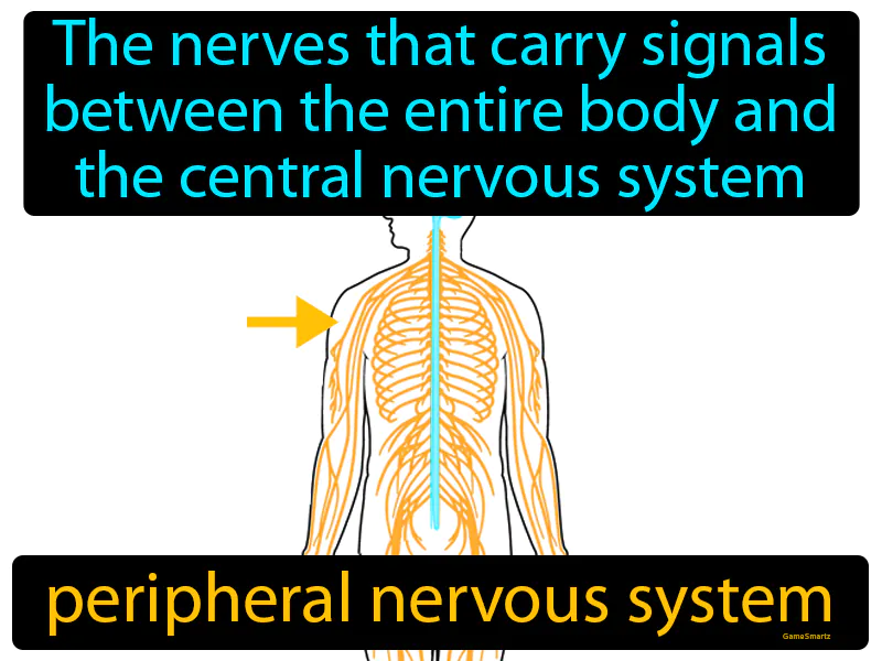 Peripheral Nervous System Definition Peripheral Nervous System Definition