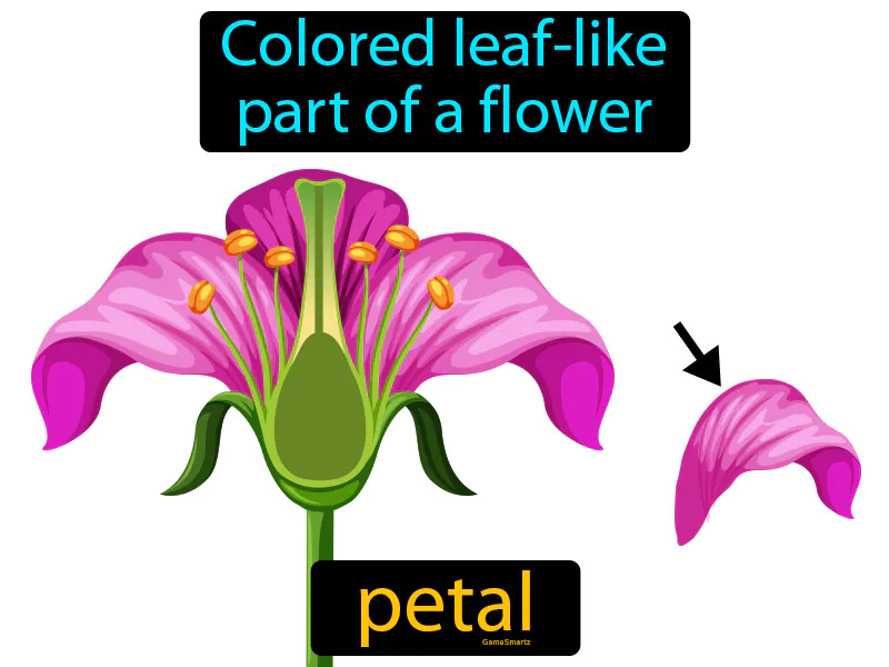Petal Definition Petal Definition