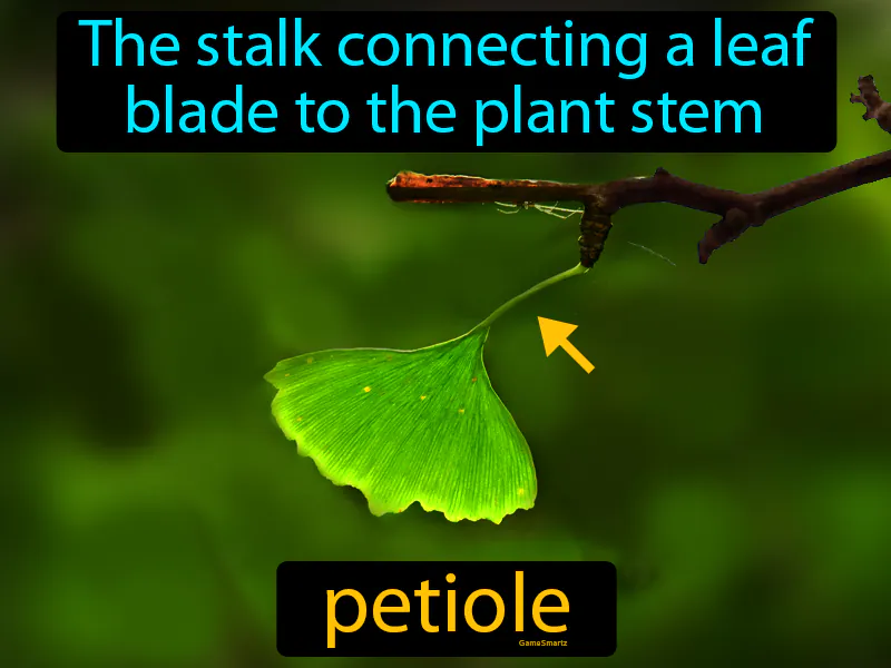 Petiole Definition