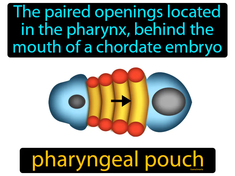 Pharyngeal Pouch Definition Pharyngeal Pouch Definition