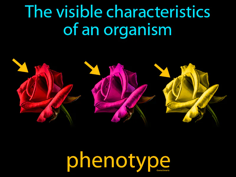 Phenotype Definition Phenotype Definition