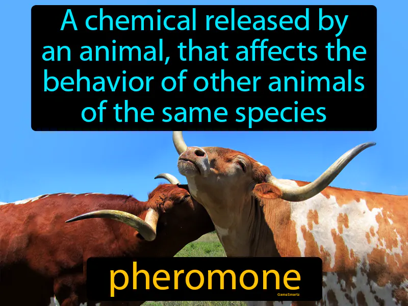 Pheromone Definition Pheromone Definition
