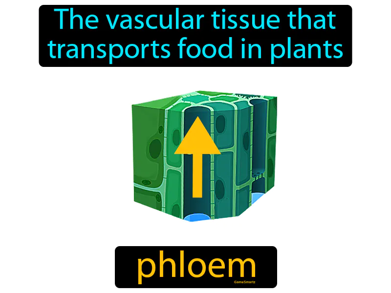 Phloem Definition Phloem Definition