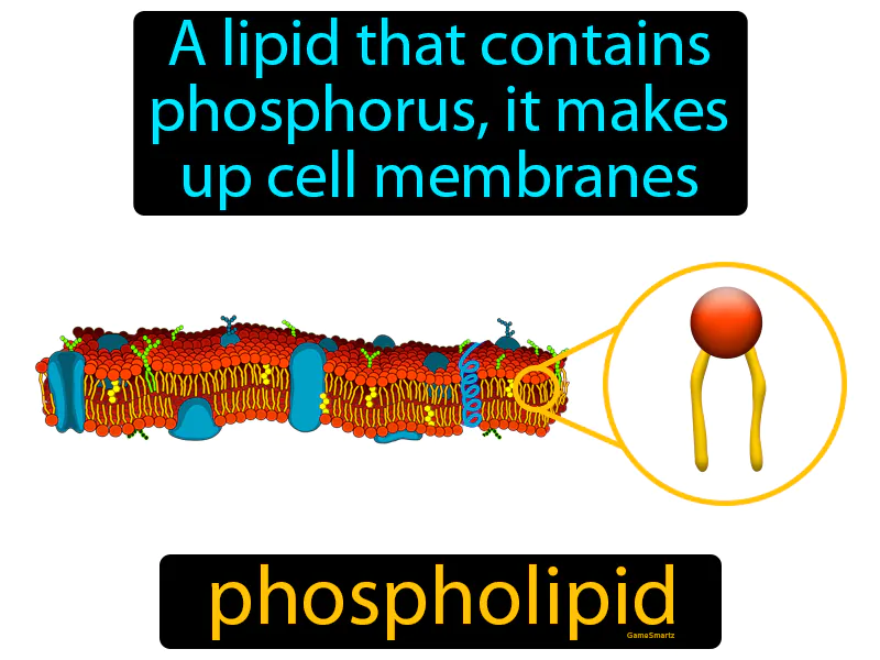 Phospholipid Definition Phospholipid Definition