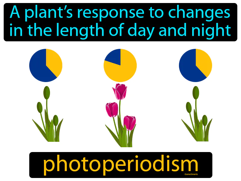Photoperiodism Definition Photoperiodism Definition