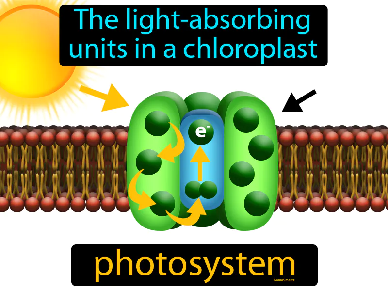 Photosystem Definition Photosystem Definition