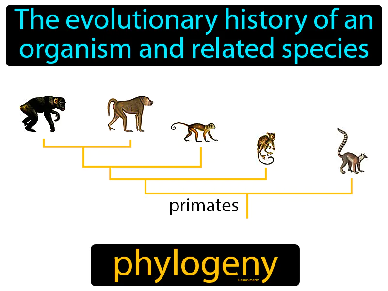 Phylogeny Definition Phylogeny Definition