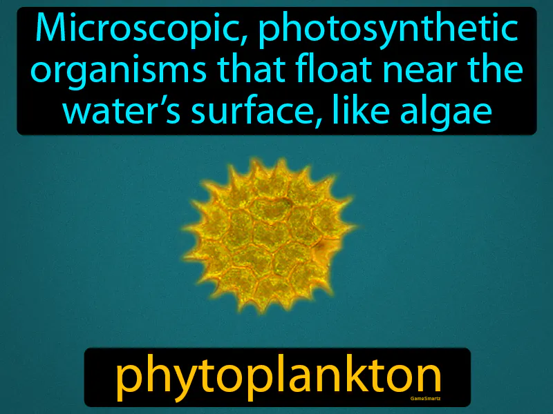 Phytoplankton Definition Phytoplankton Definition