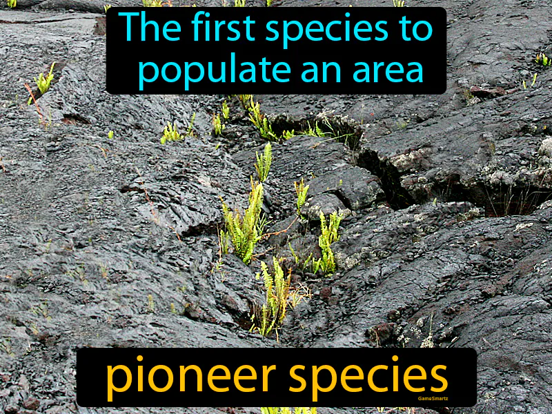 Pioneer Species Definition Pioneer Species Definition