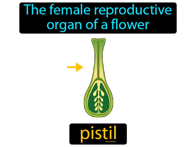 Pistil Definition Pistil Definition
