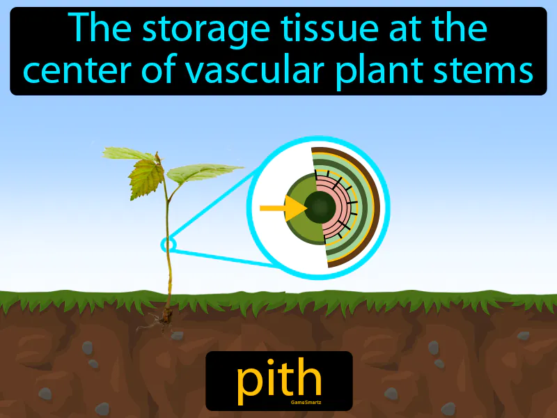 Pith Definition Pith Definition
