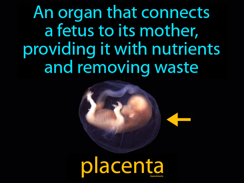 Placenta Definition Placenta Definition