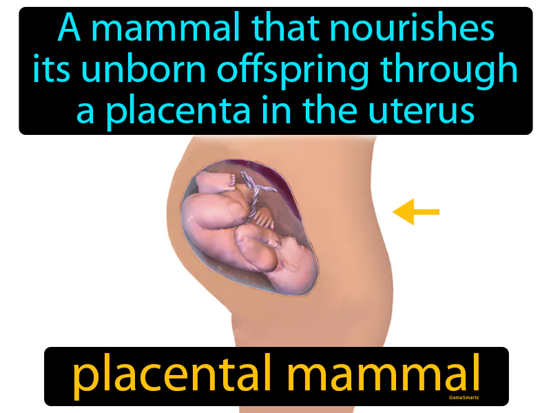 Placental Mammal Definition