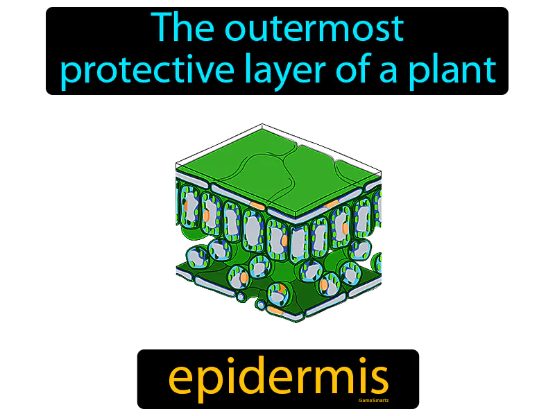 Plant Epidermis Definition Plant Epidermis Definition