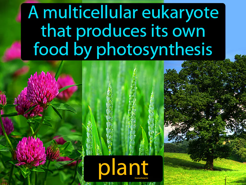 Plant Definition Plant Definition