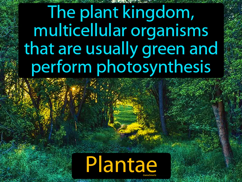 Plantae Definition Plantae Definition