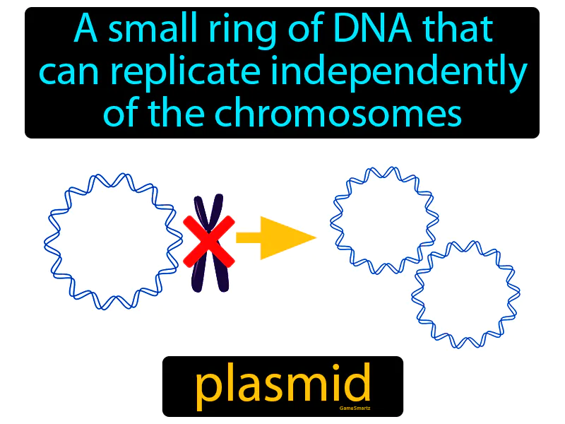 Plasmid Definition Plasmid Definition
