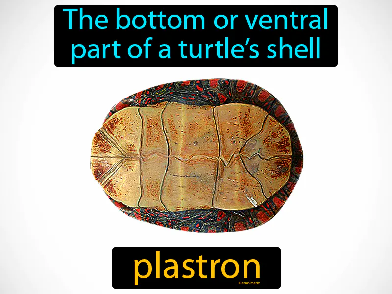 Plastron Definition Plastron Definition