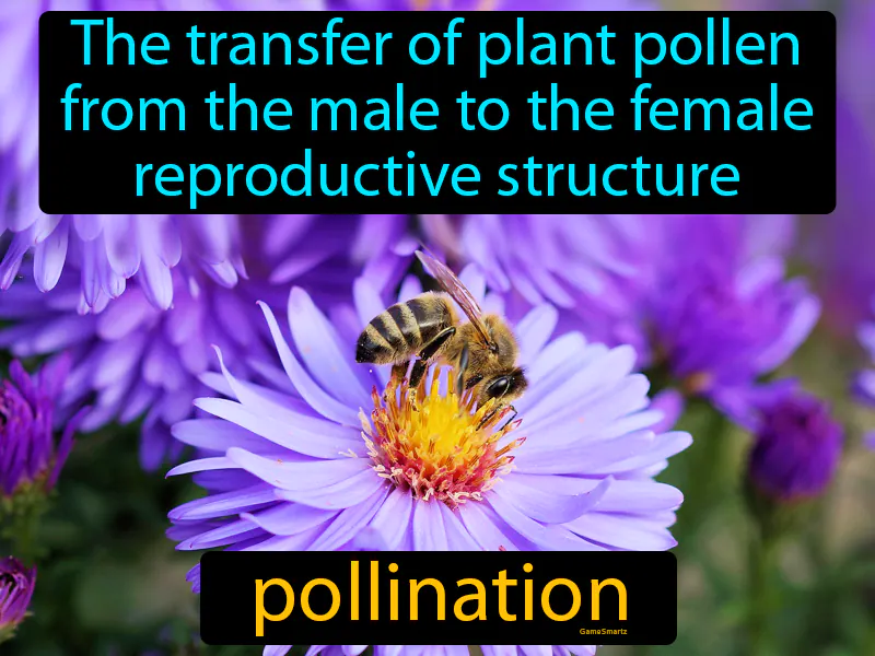 Pollination Definition Pollination Definition