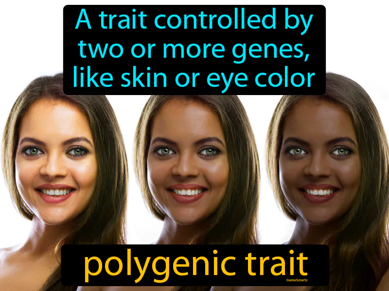 Polygenic Trait Definition Polygenic Trait Definition