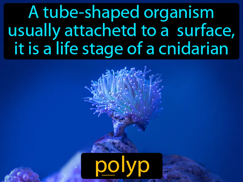 Polyp Definition Polyp Definition