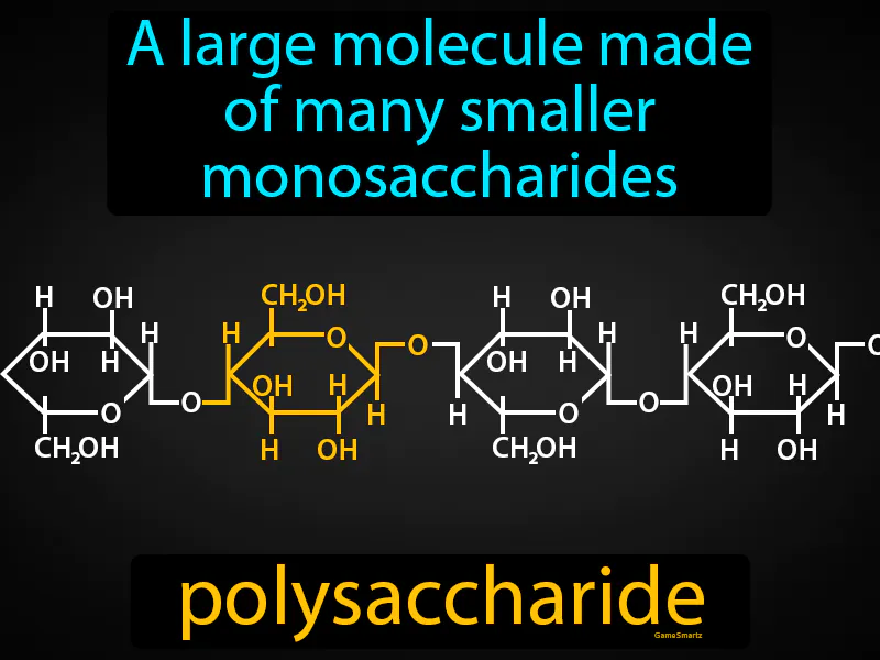 Polysaccharide Definition Polysaccharide Definition