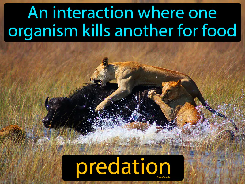 Predation Definition Predation Definition
