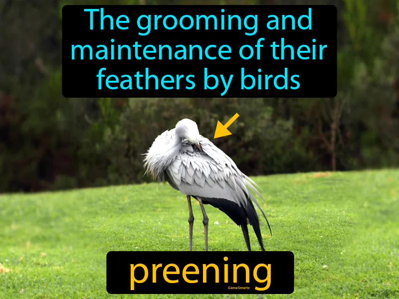 Preening Definition Preening Definition