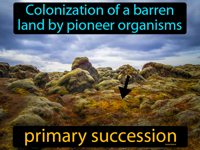 Primary Succession Definition Primary Succession Definition