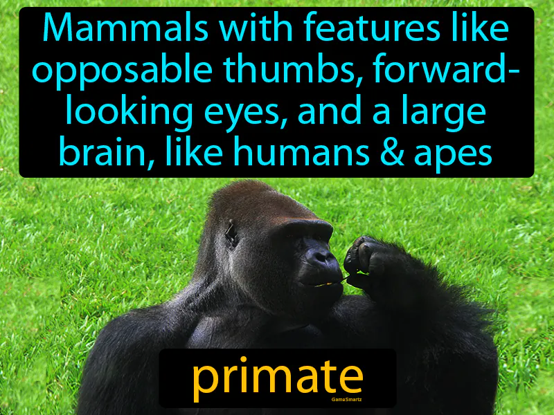 Primate Definition Primate Definition