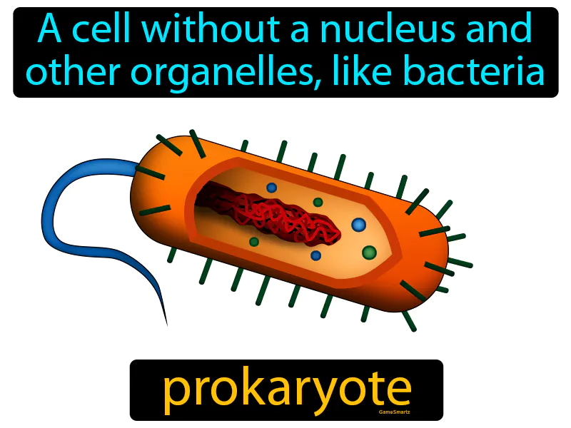 Prokaryote Definition Prokaryote Definition