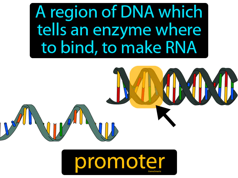 Promoter Definition