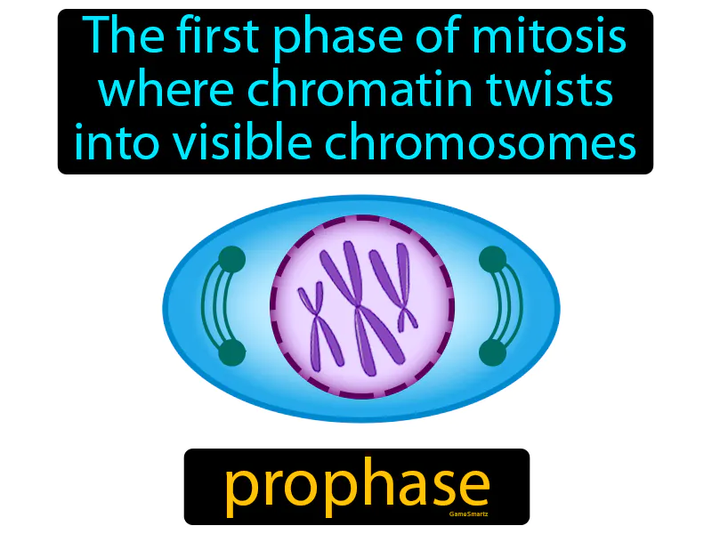 Prophase Definition Prophase Definition
