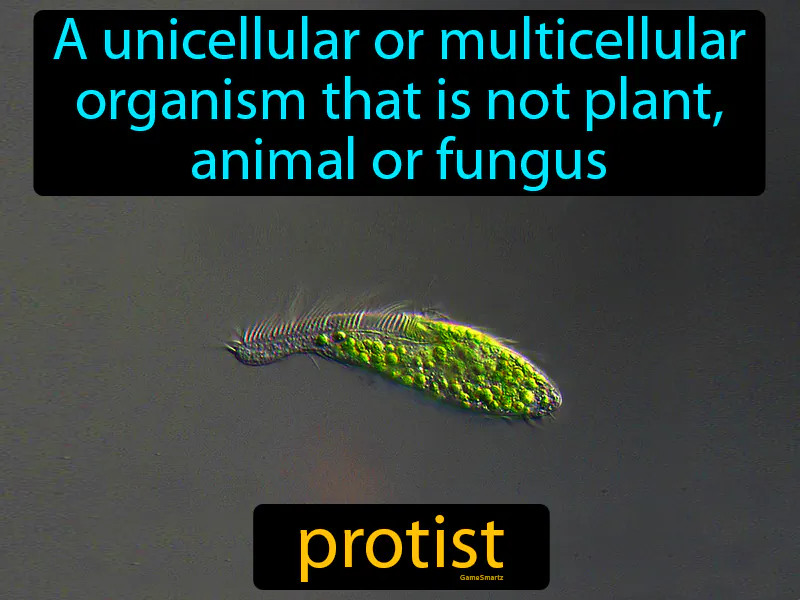 Protist Definition Protist Definition