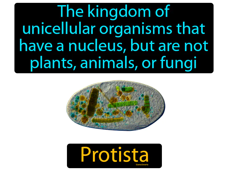 Protista Definition