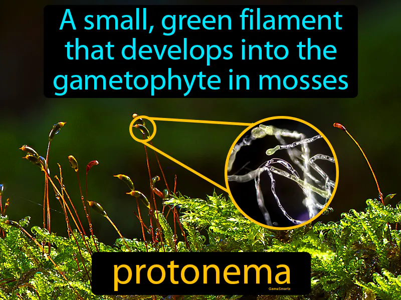Protonema Definition Protonema Definition